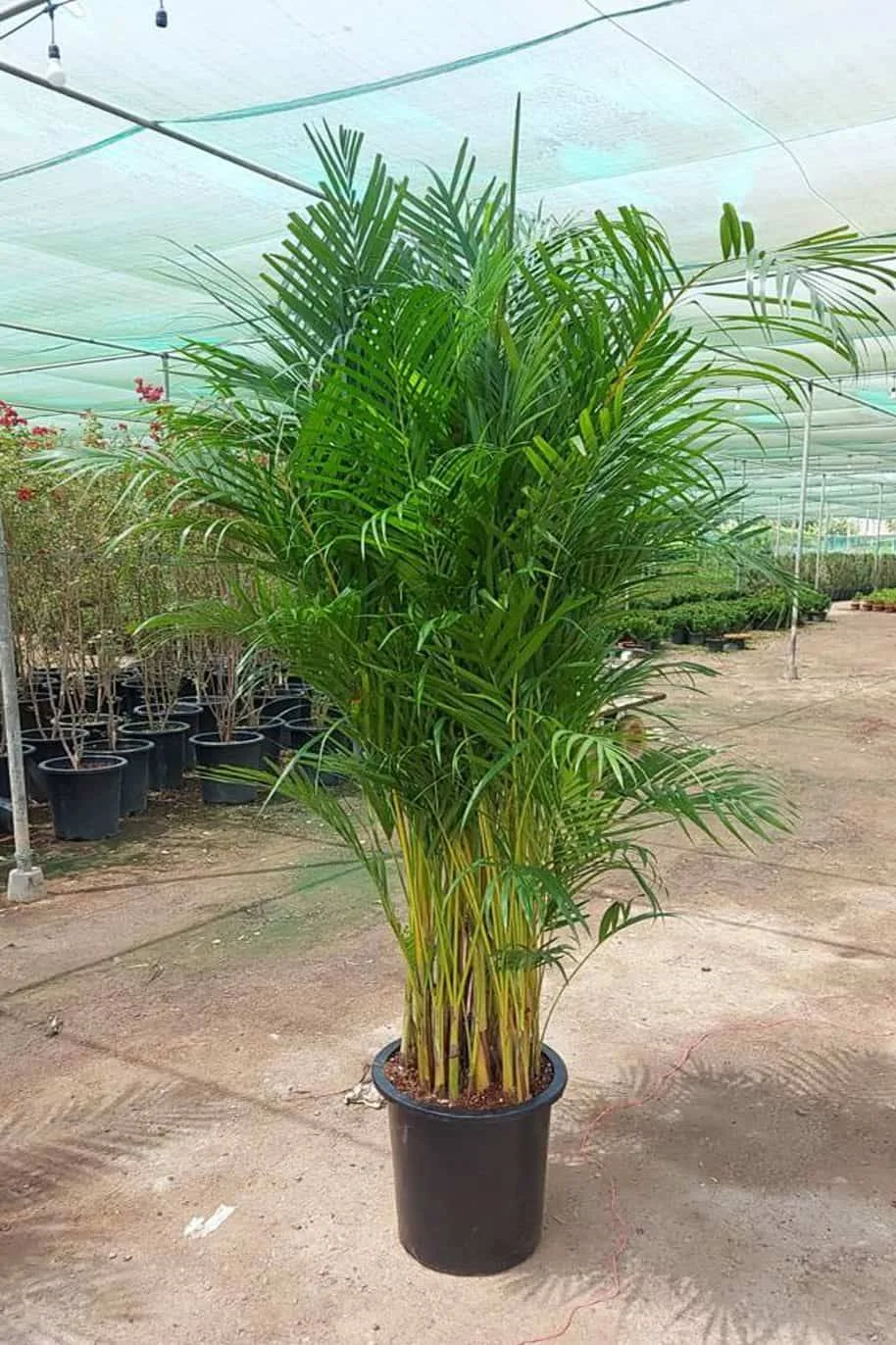 Areca Palm thumbnail 6