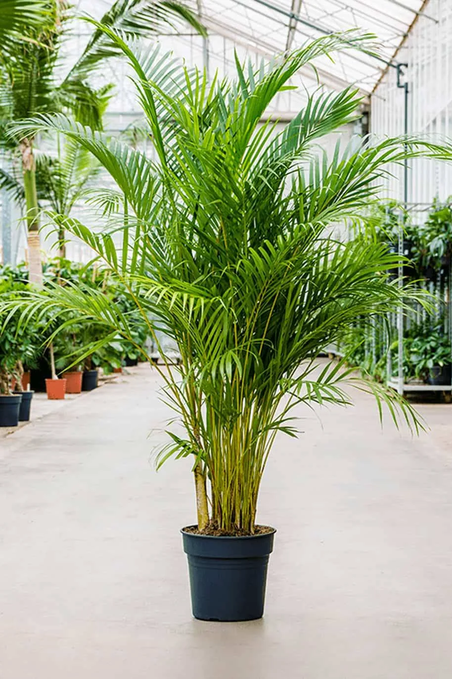 Areca Palm thumbnail 7