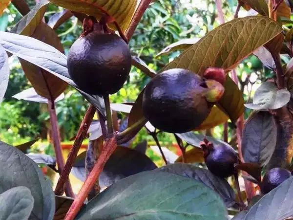 Beetroot Guava Plants