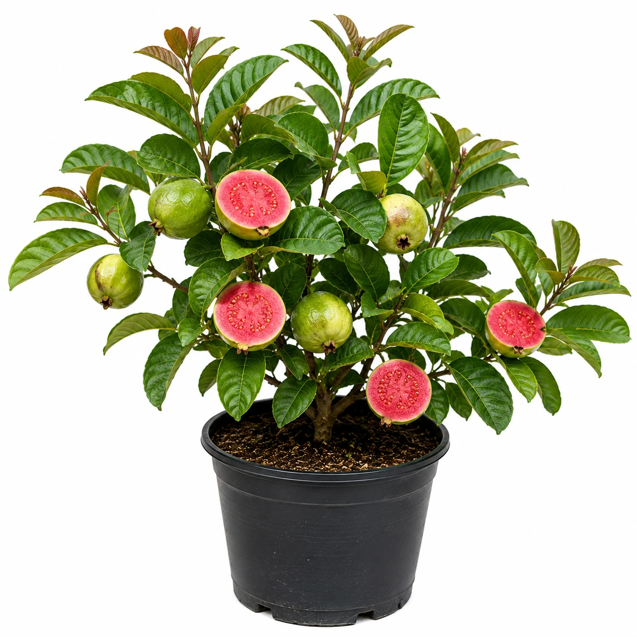 Beetroot Guava Plants