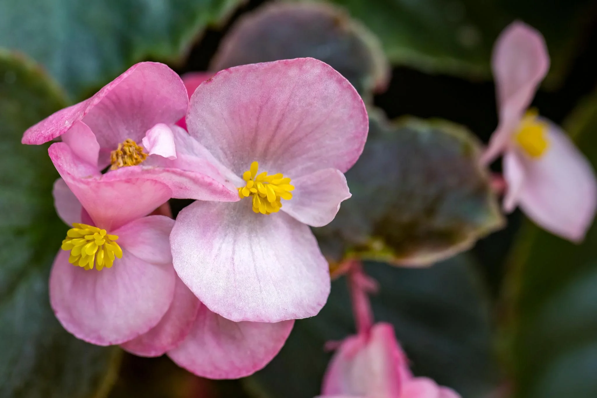 Begonia