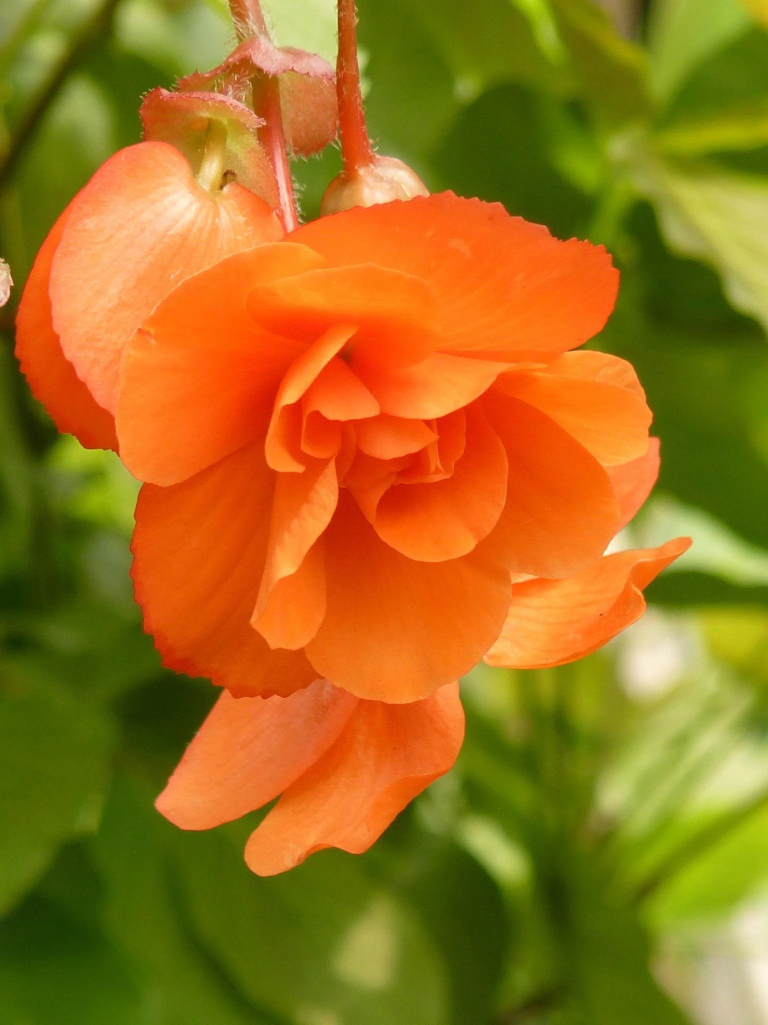 Begonia thumbnail 5