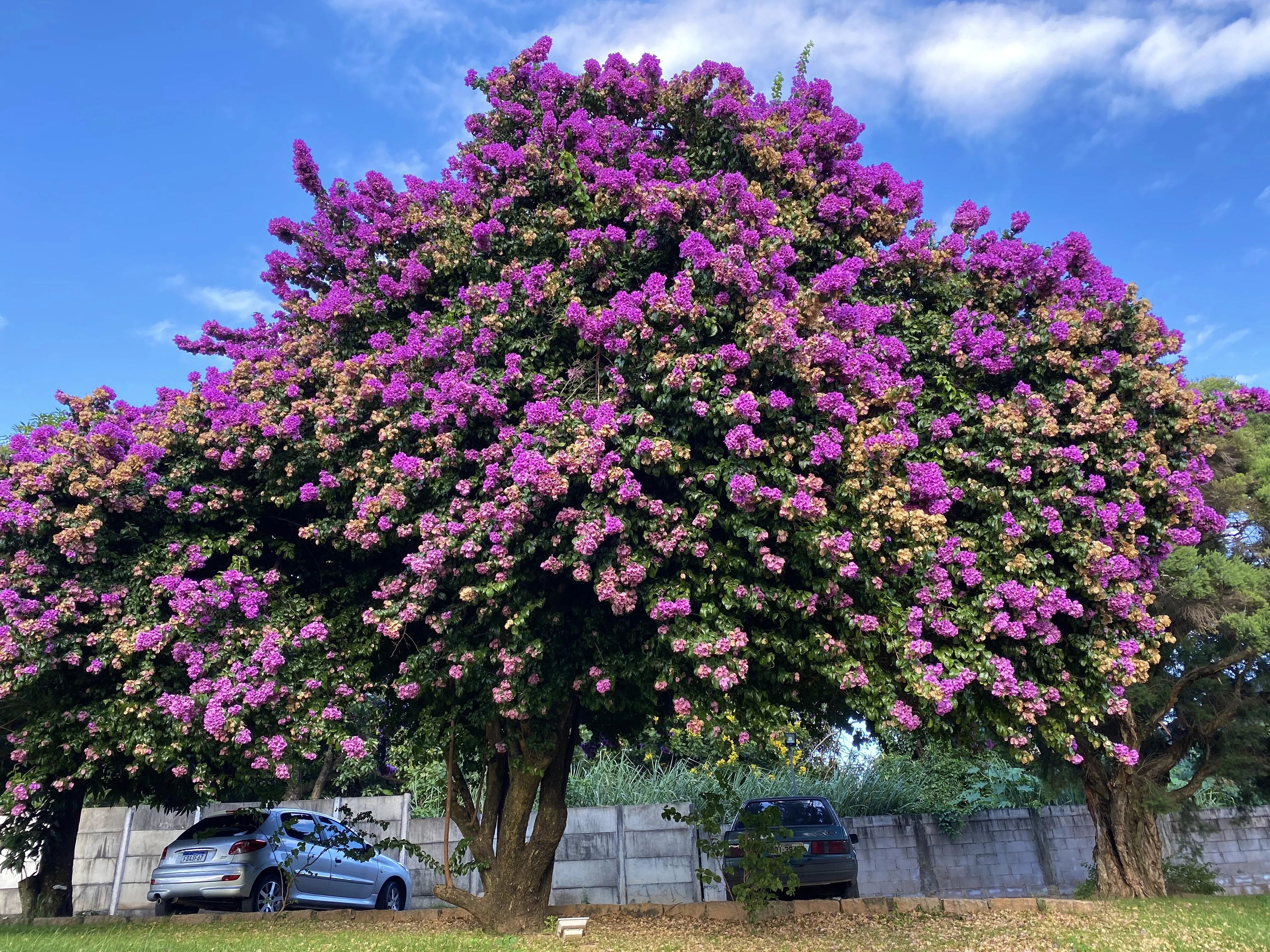 Bougainvillea Big Plant