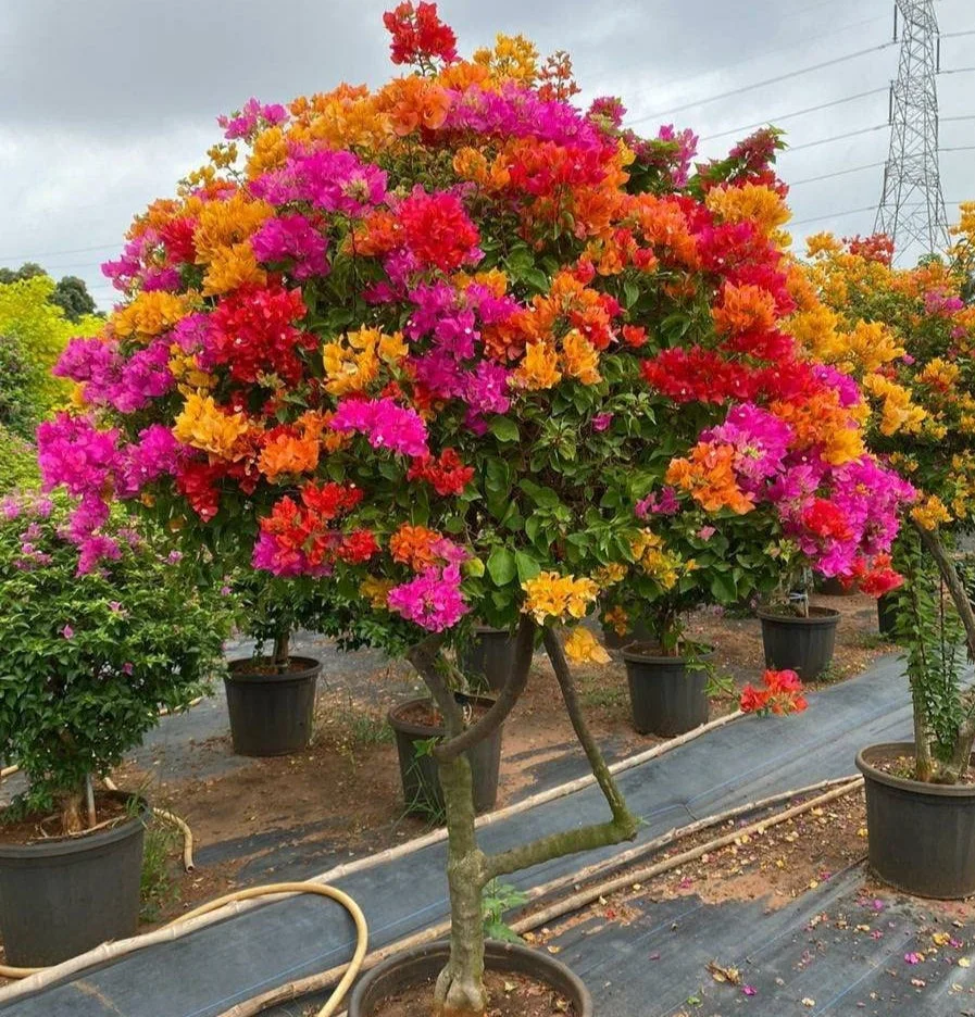 Bougainvillea Big Plant thumbnail 2