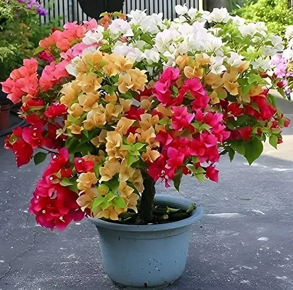 Bougainvillea Big Plant thumbnail 3