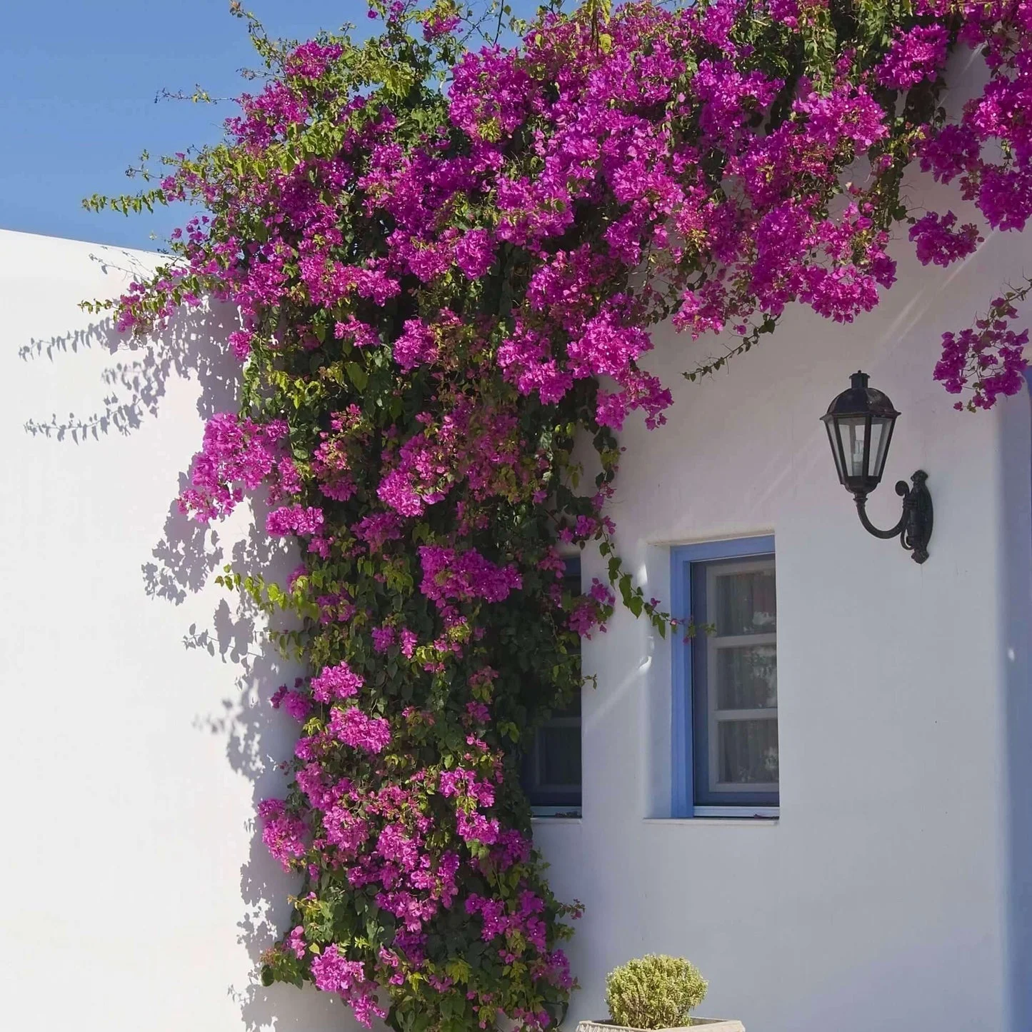 Bougainvillea Big Plant thumbnail 4