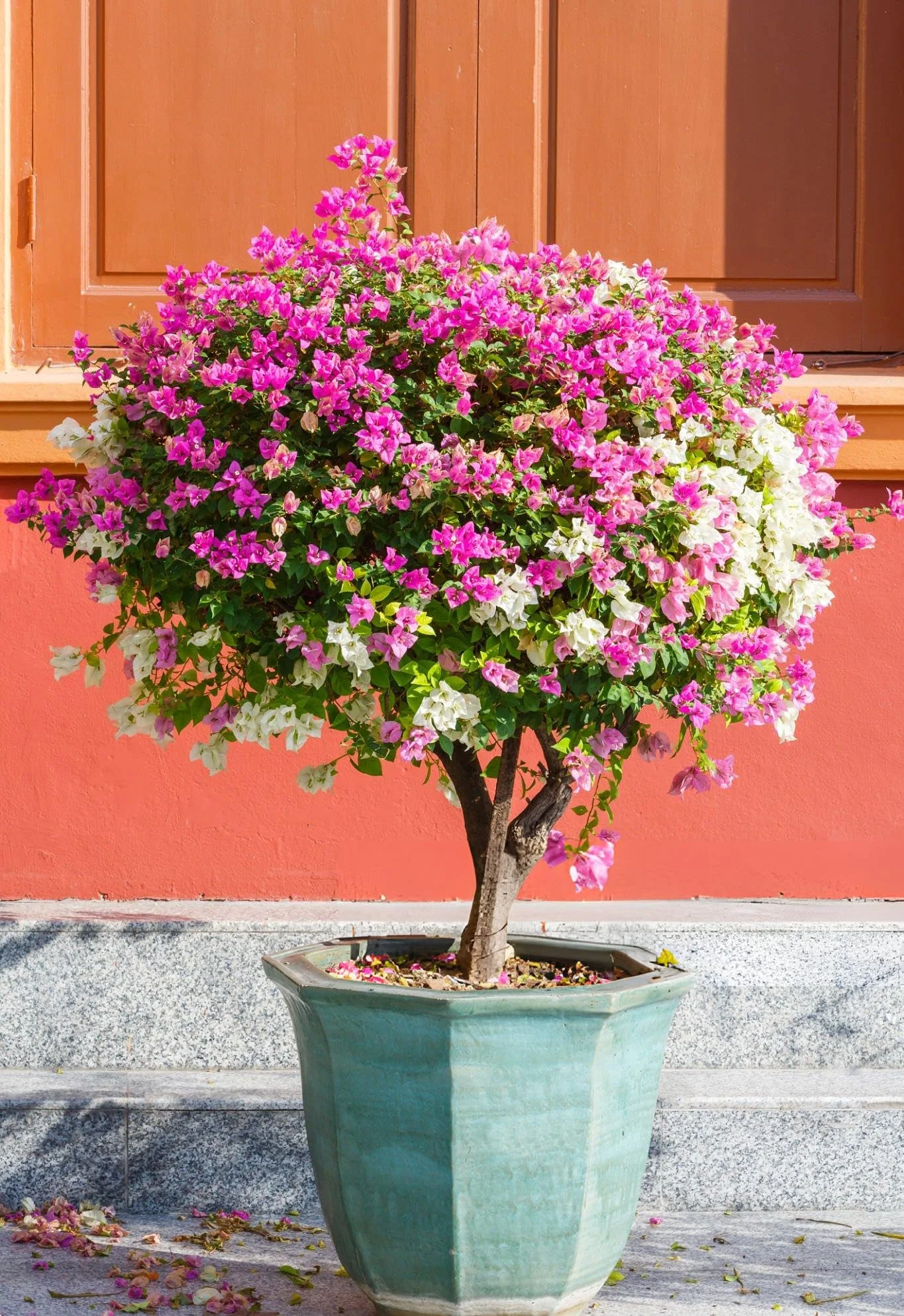 Bougainvillea Big Plant thumbnail 5