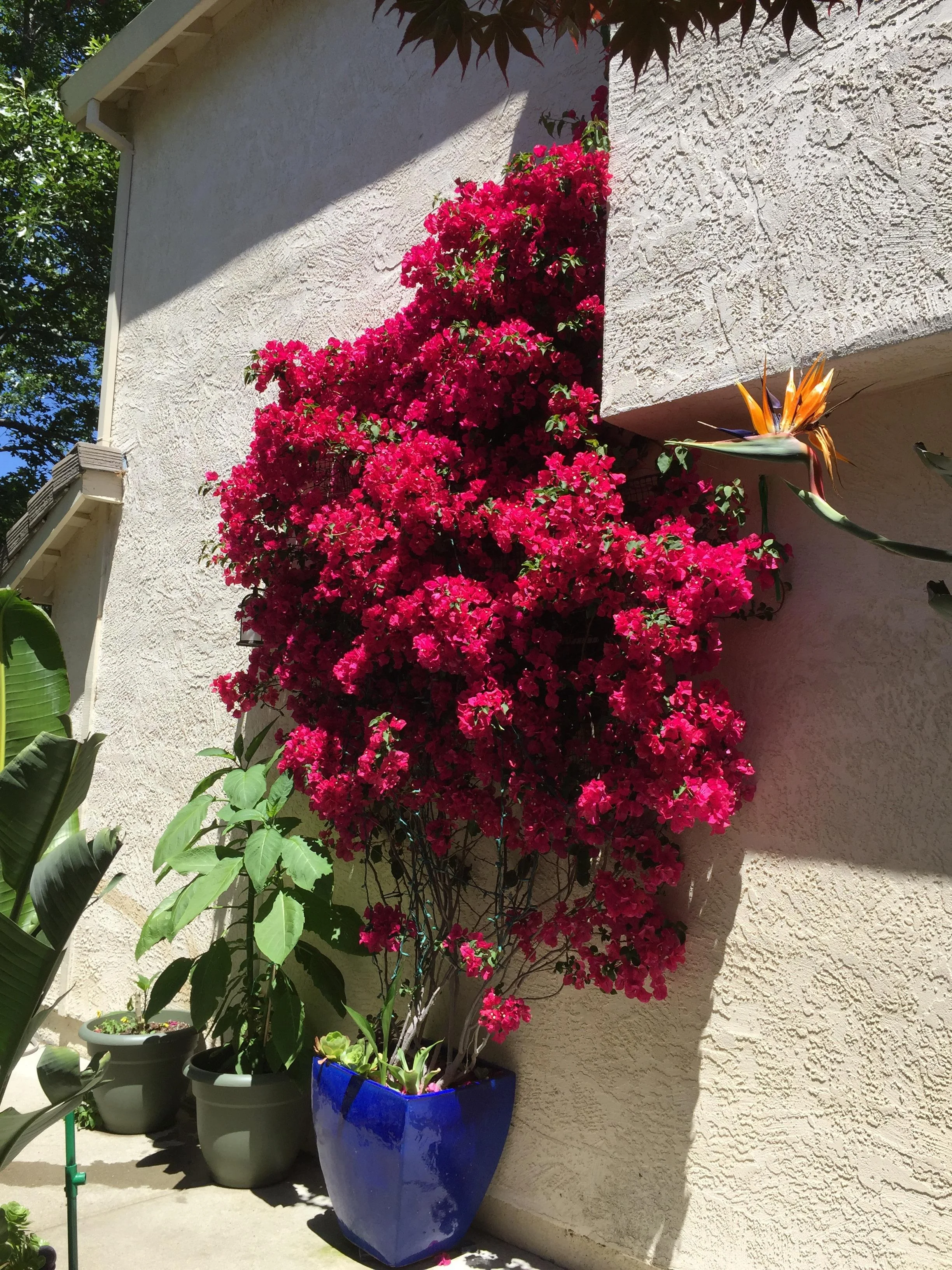 Bougainvillea Big Plant thumbnail 6