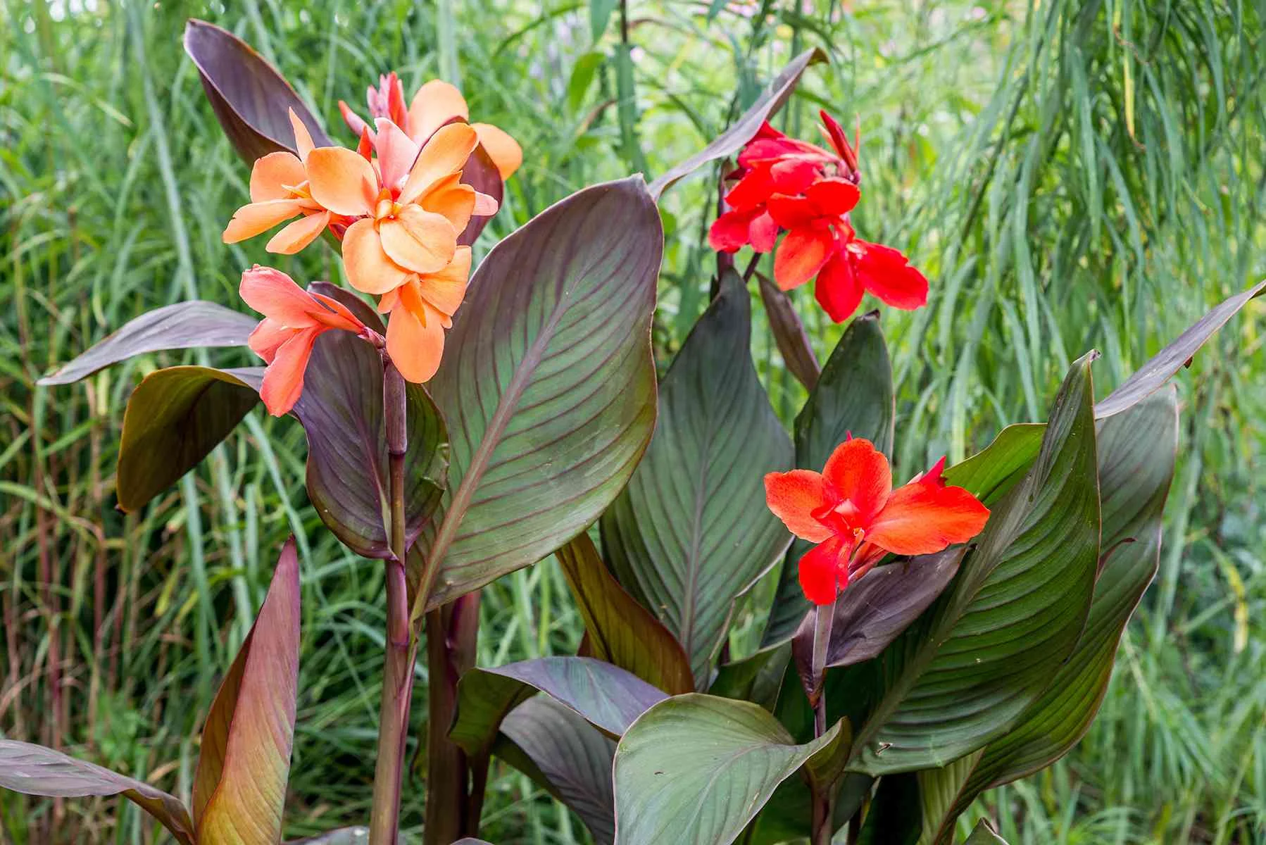 Canan Plant
