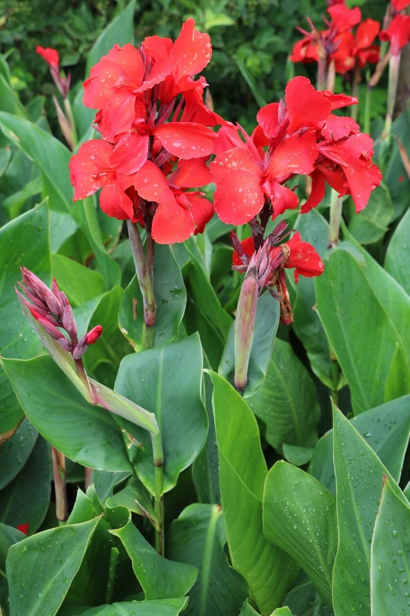 Canan Plant thumbnail 2