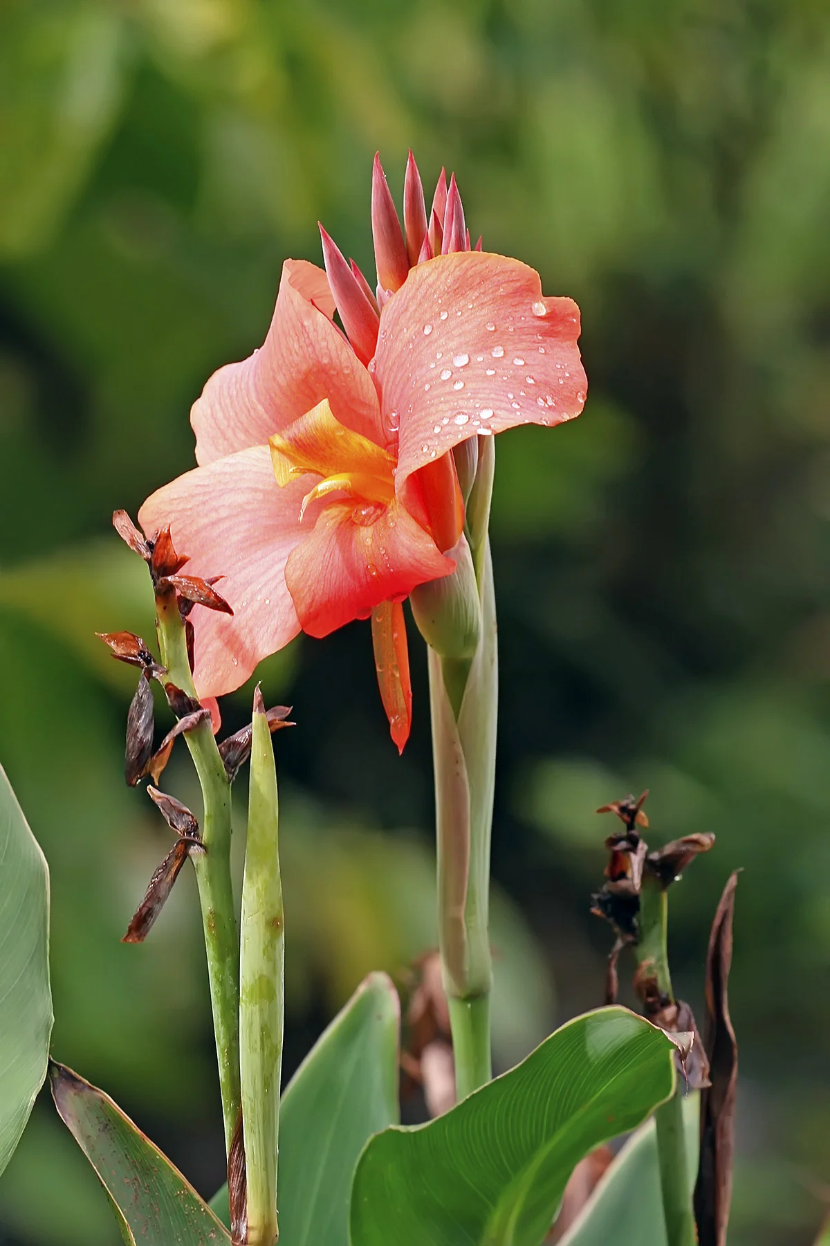 Canan Plant thumbnail 4