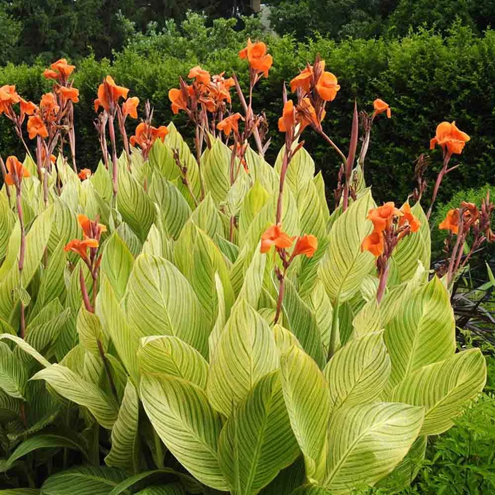 Canan Plant thumbnail 3