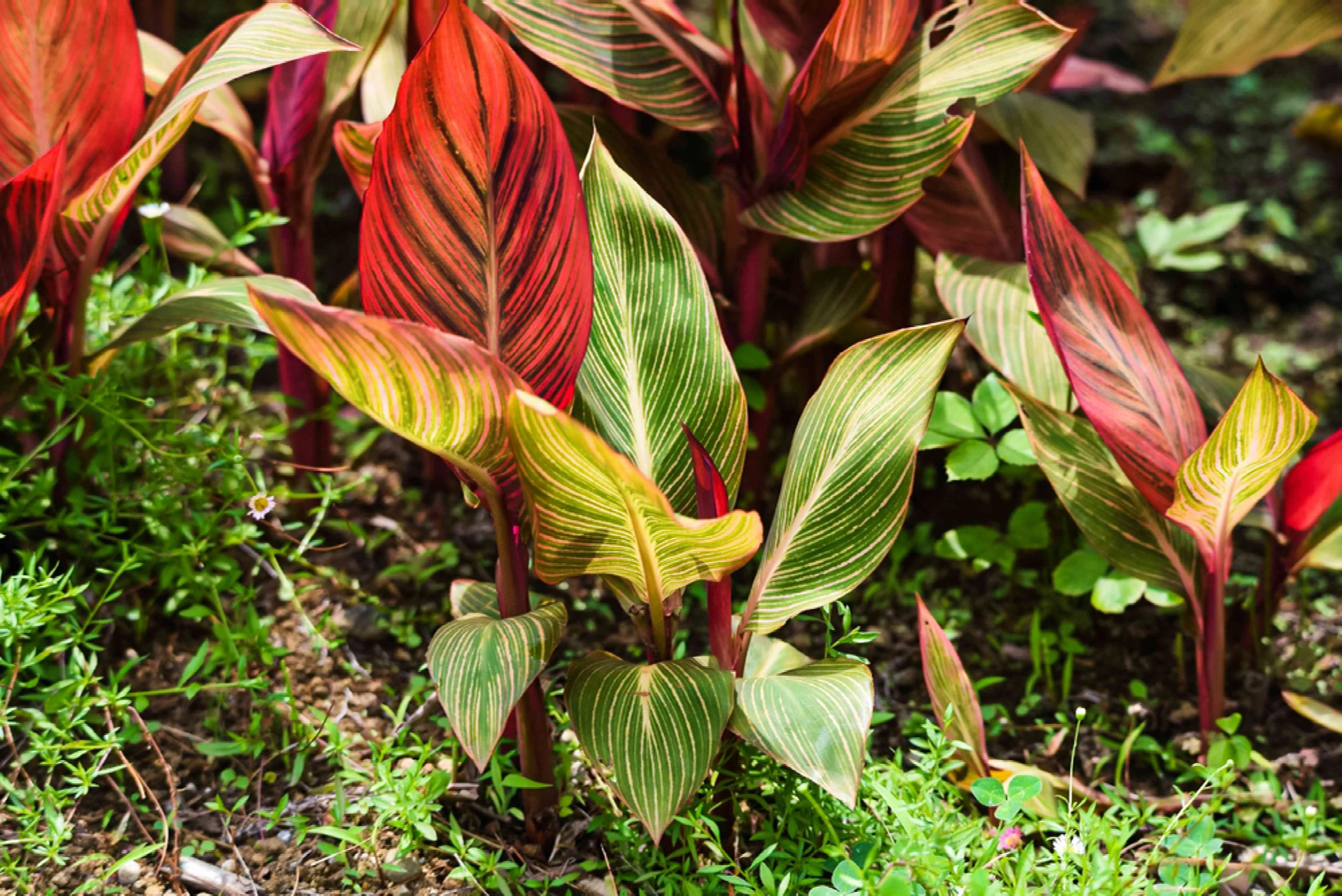 Canan Plant thumbnail 5