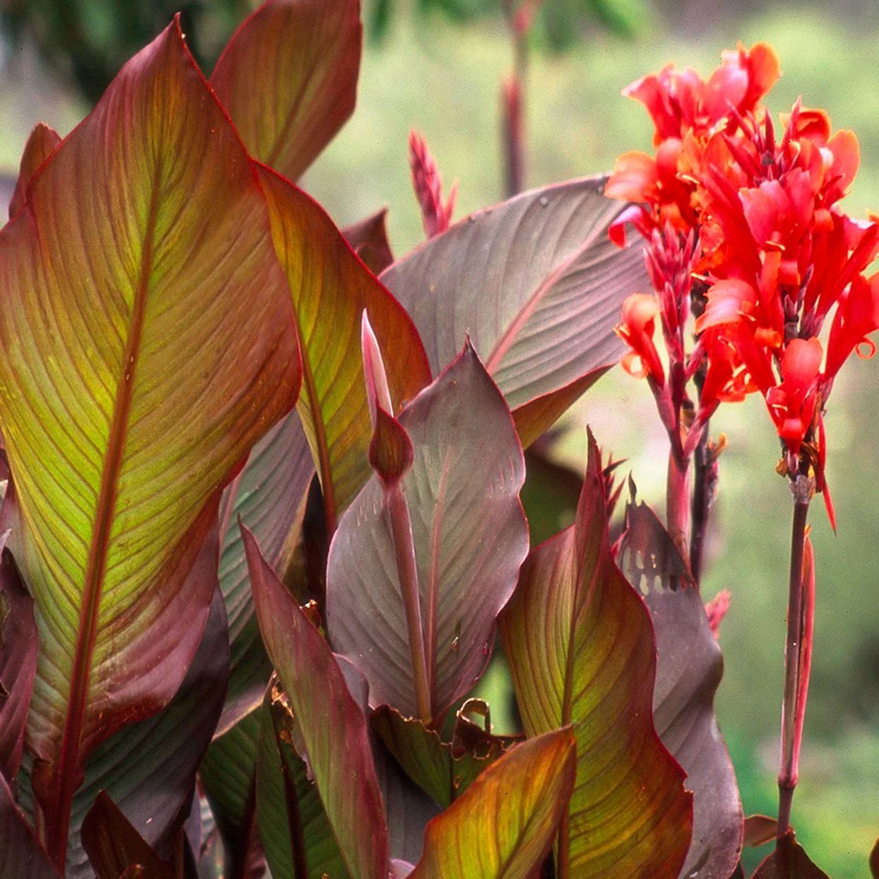 Canan Plant thumbnail 6