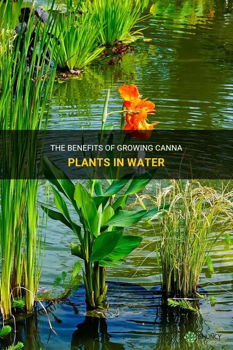 Canan Plant thumbnail 7