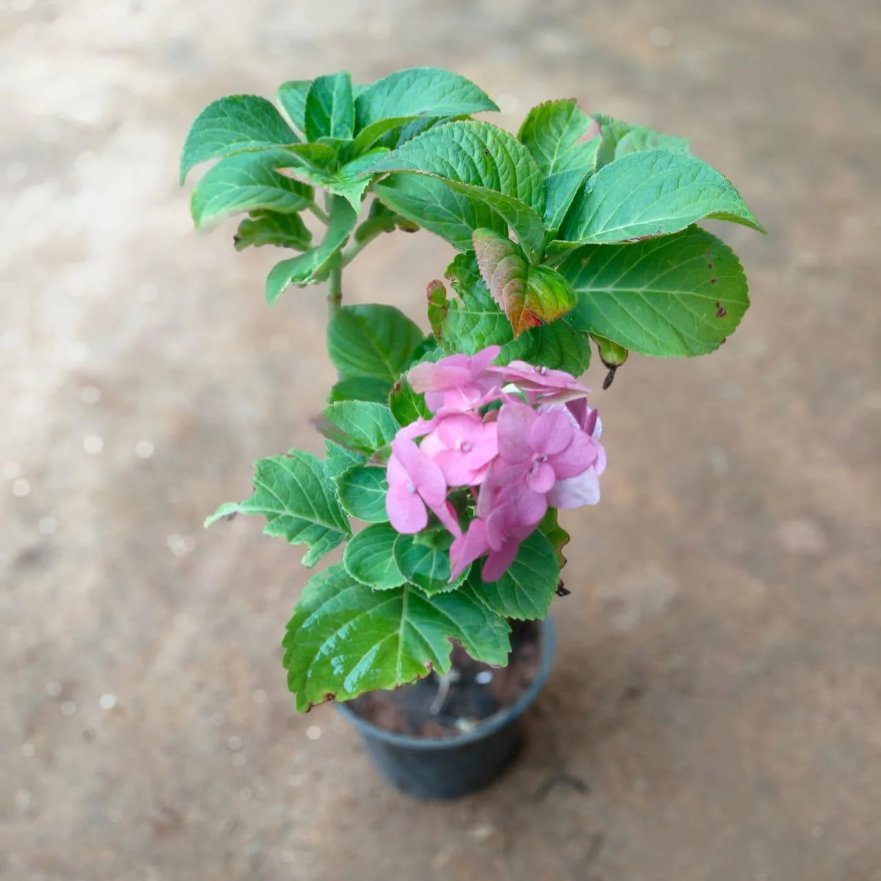 Change Rose