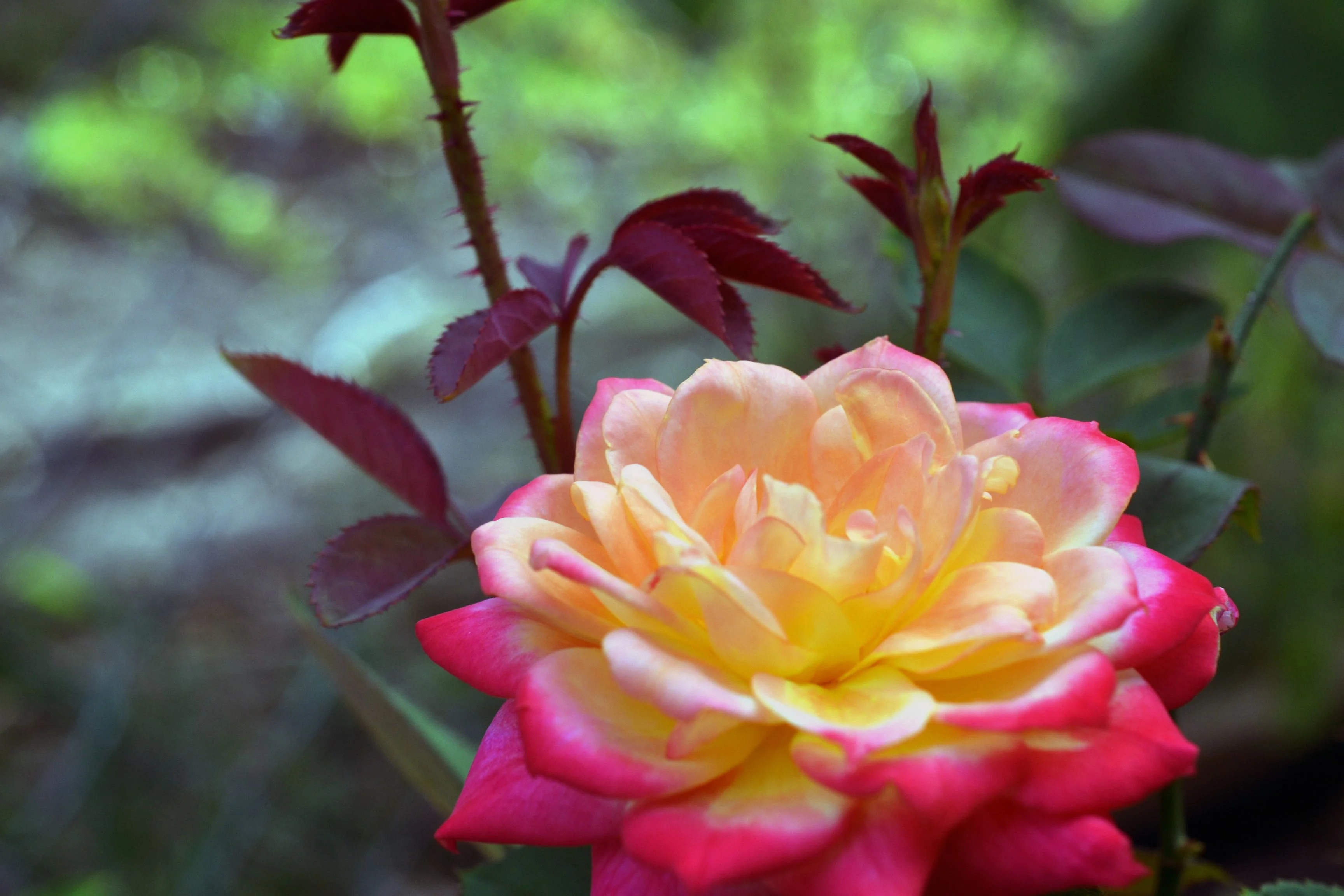 Change Rose thumbnail 2