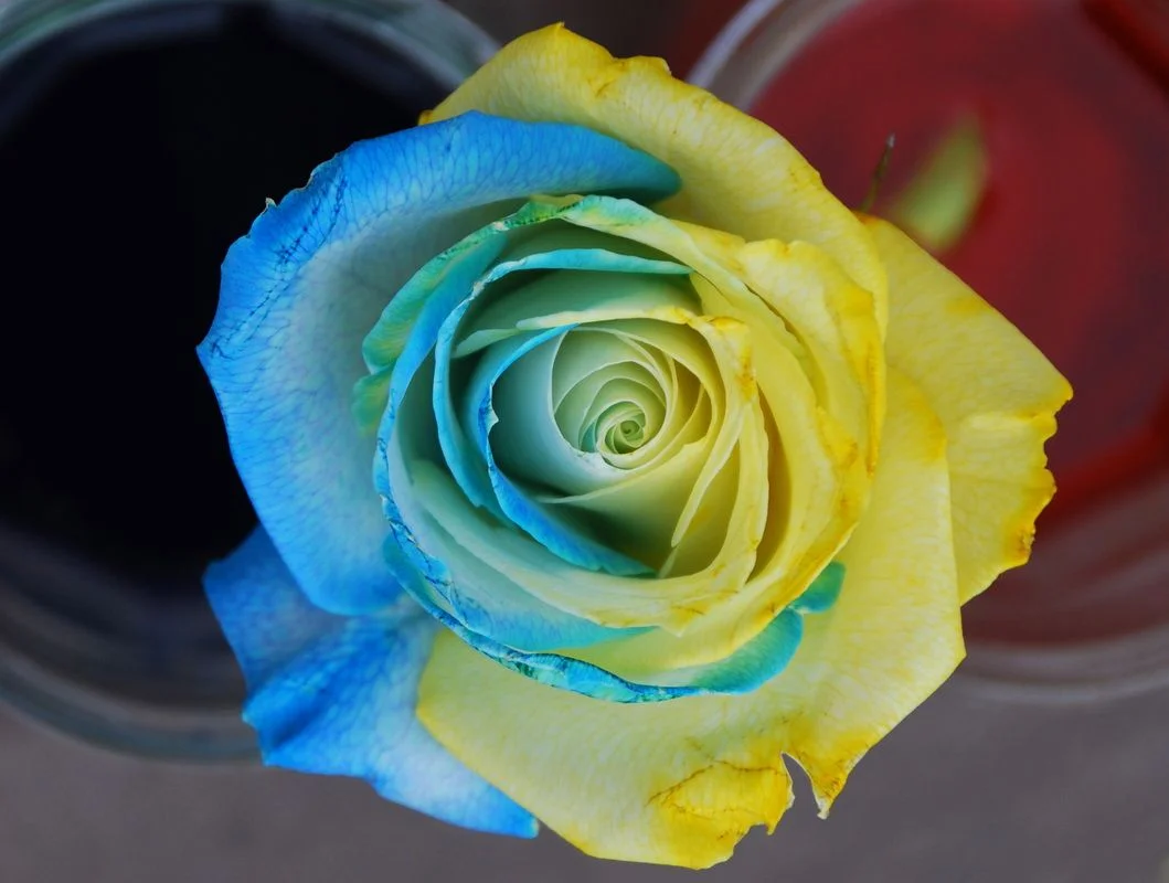 Change Rose thumbnail 3