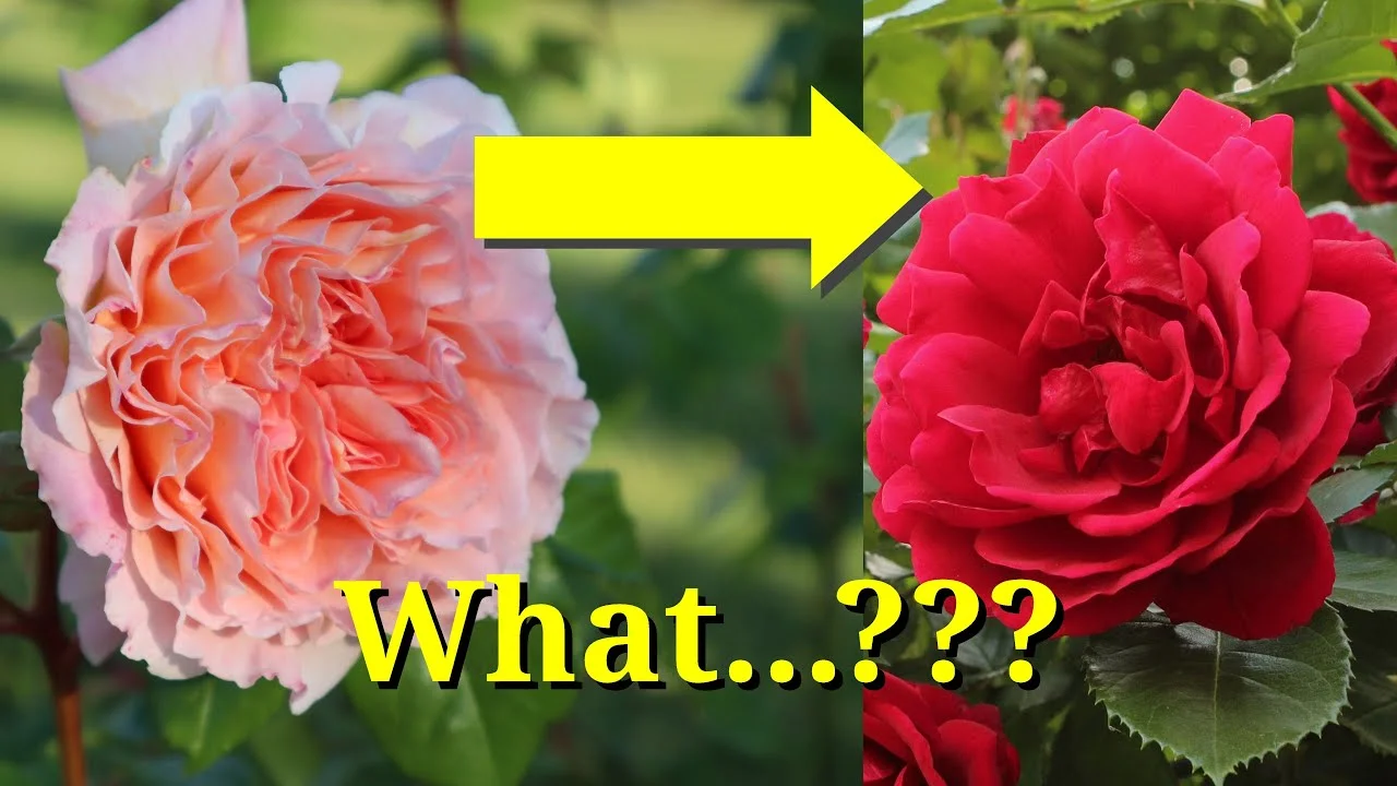 Change Rose thumbnail 4