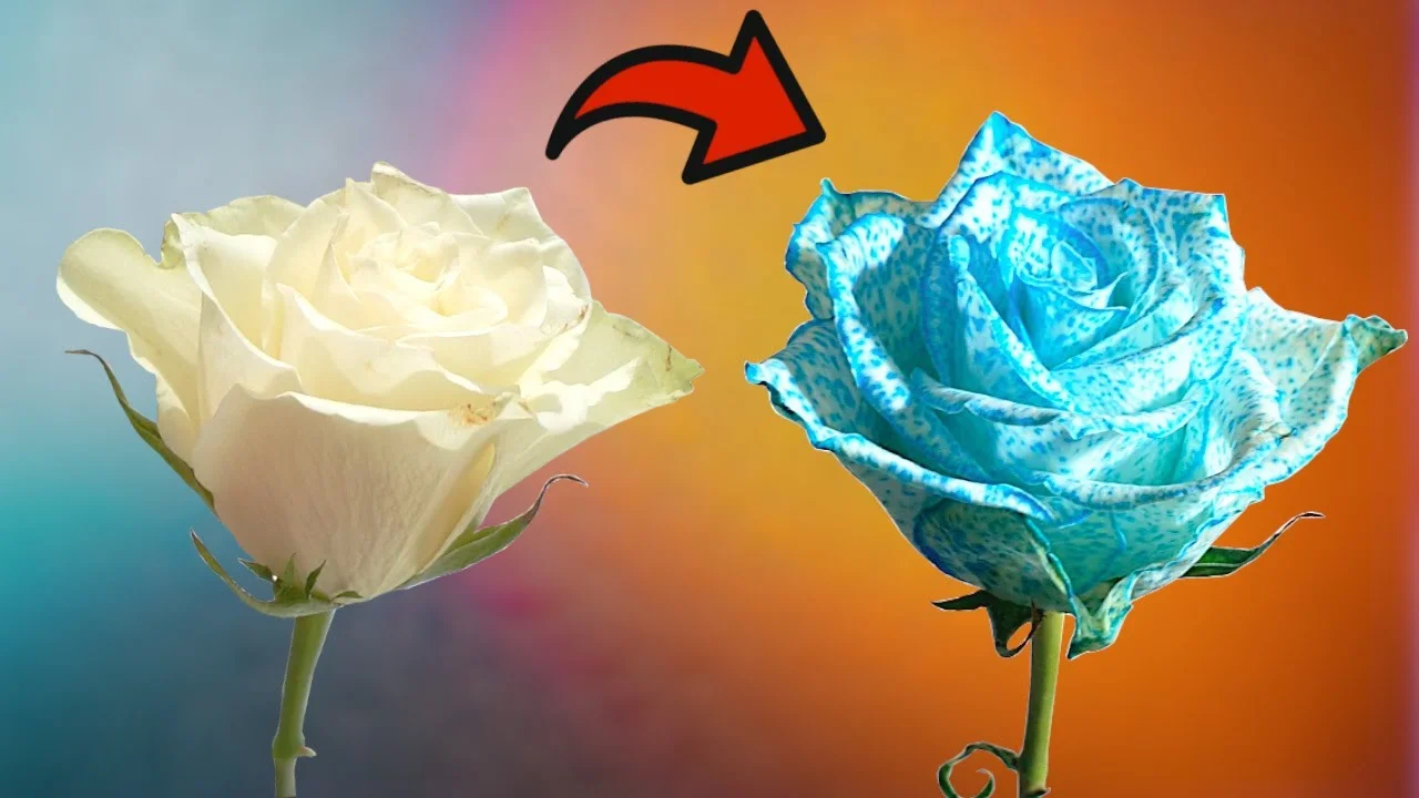 Change Rose thumbnail 5