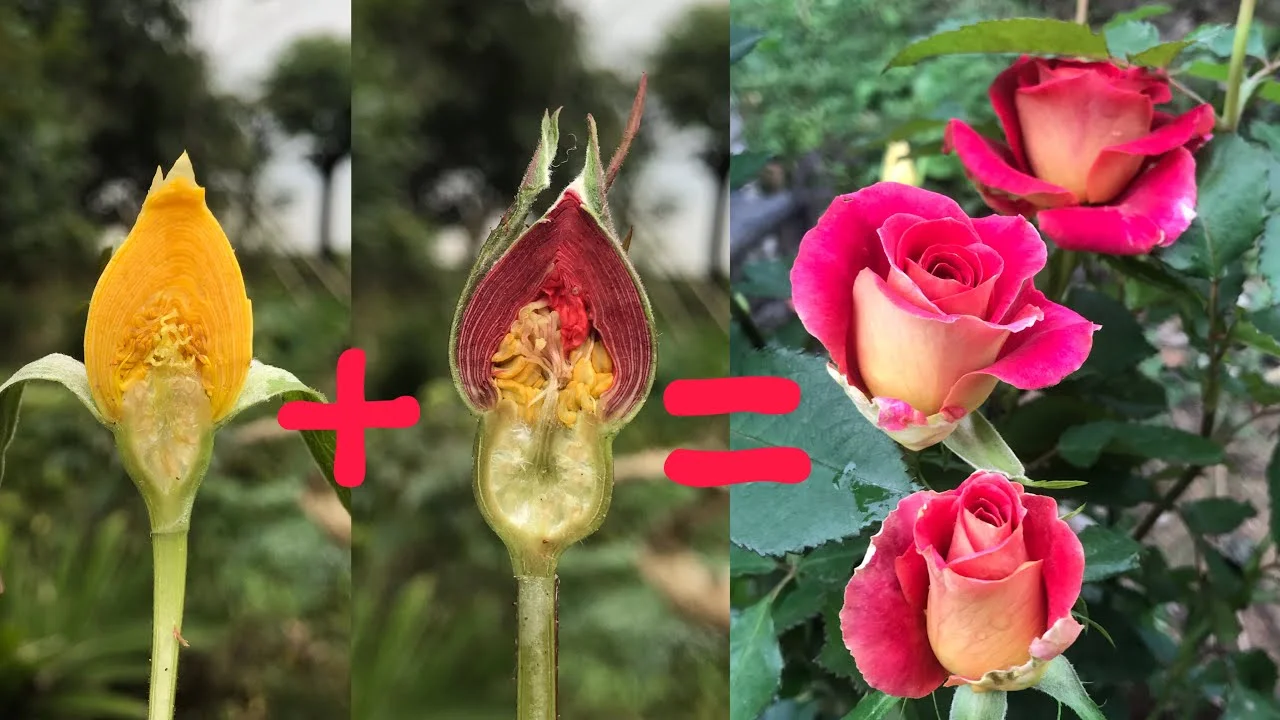 Change Rose thumbnail 6