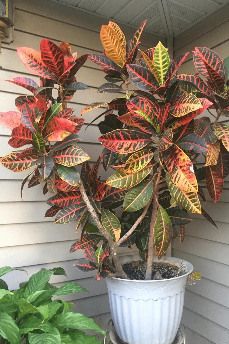 Croton Big