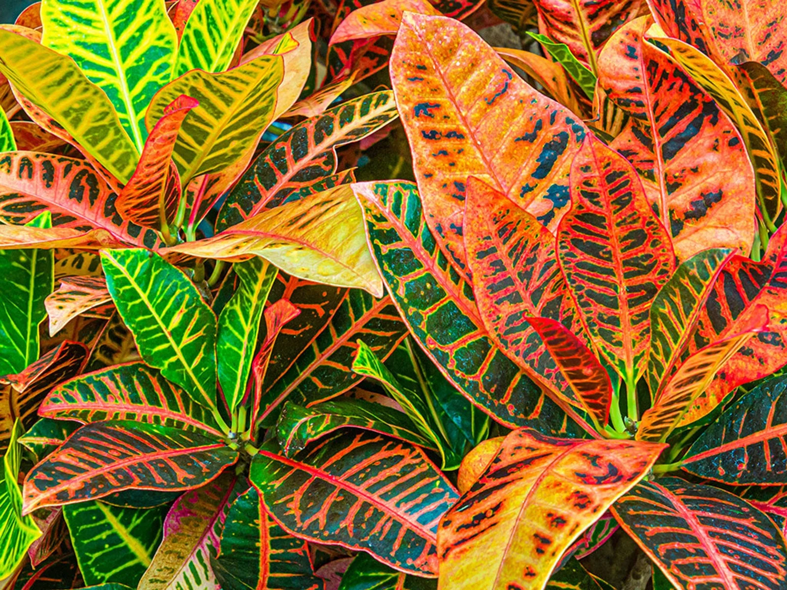Croton Big thumbnail 2