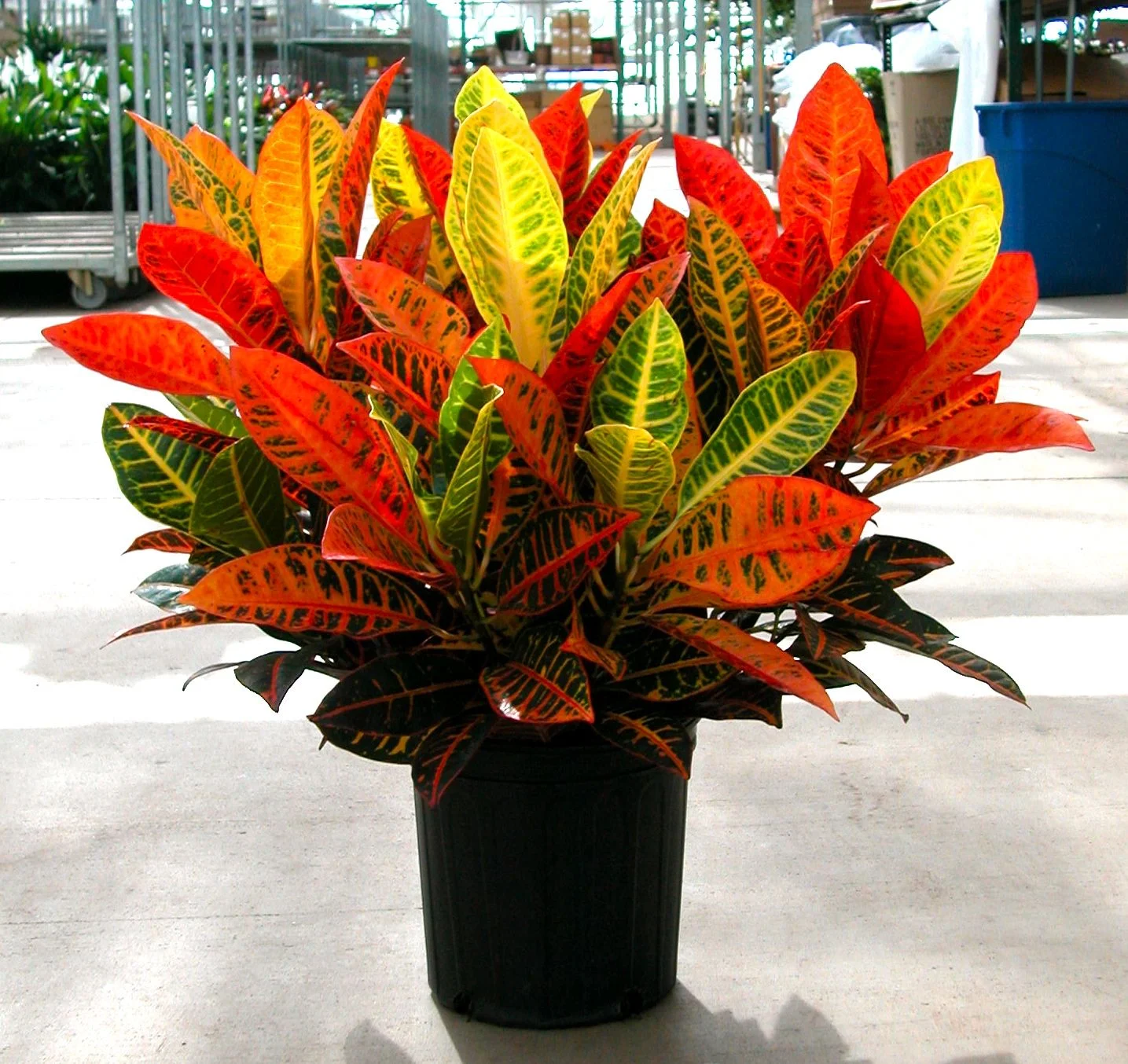 Croton Big thumbnail 3