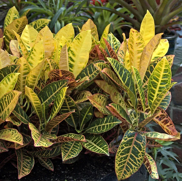 Croton Big thumbnail 4