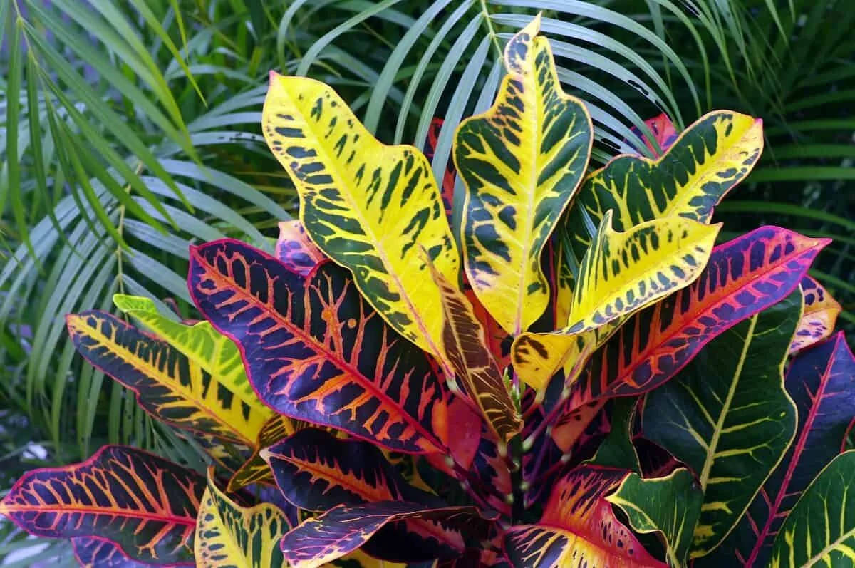 Croton Big thumbnail 5