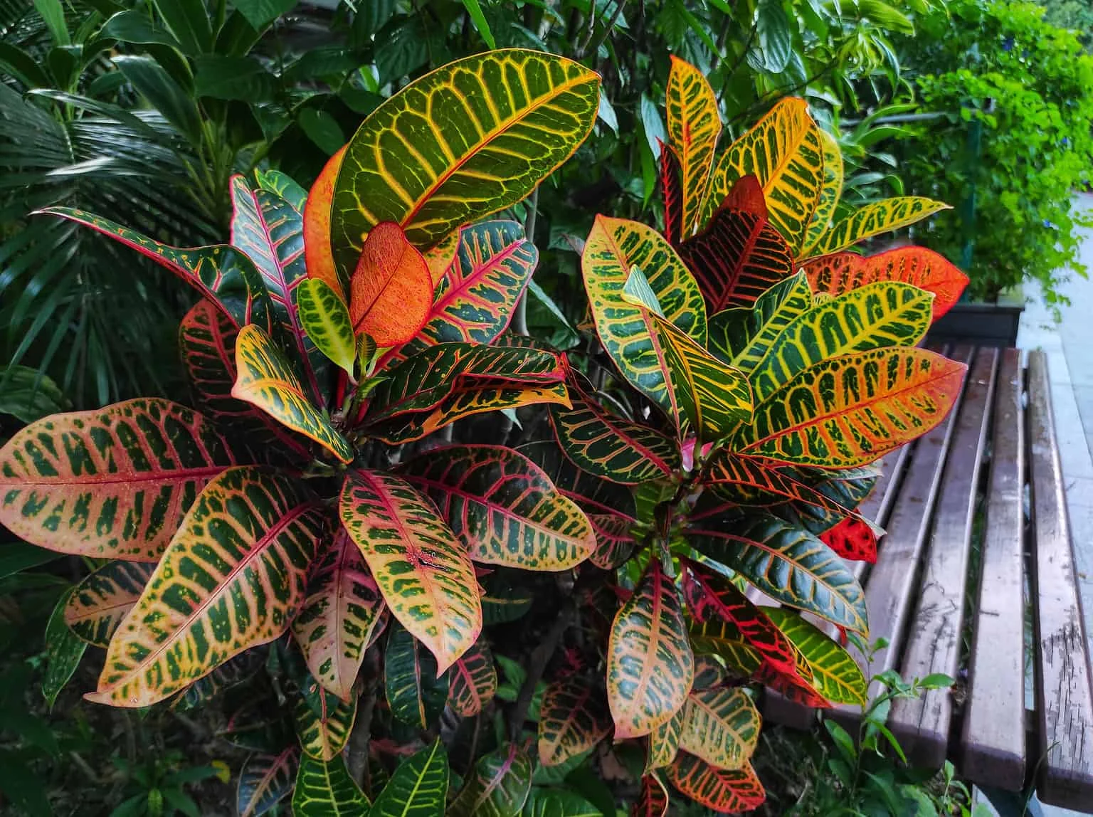 Croton Big thumbnail 6