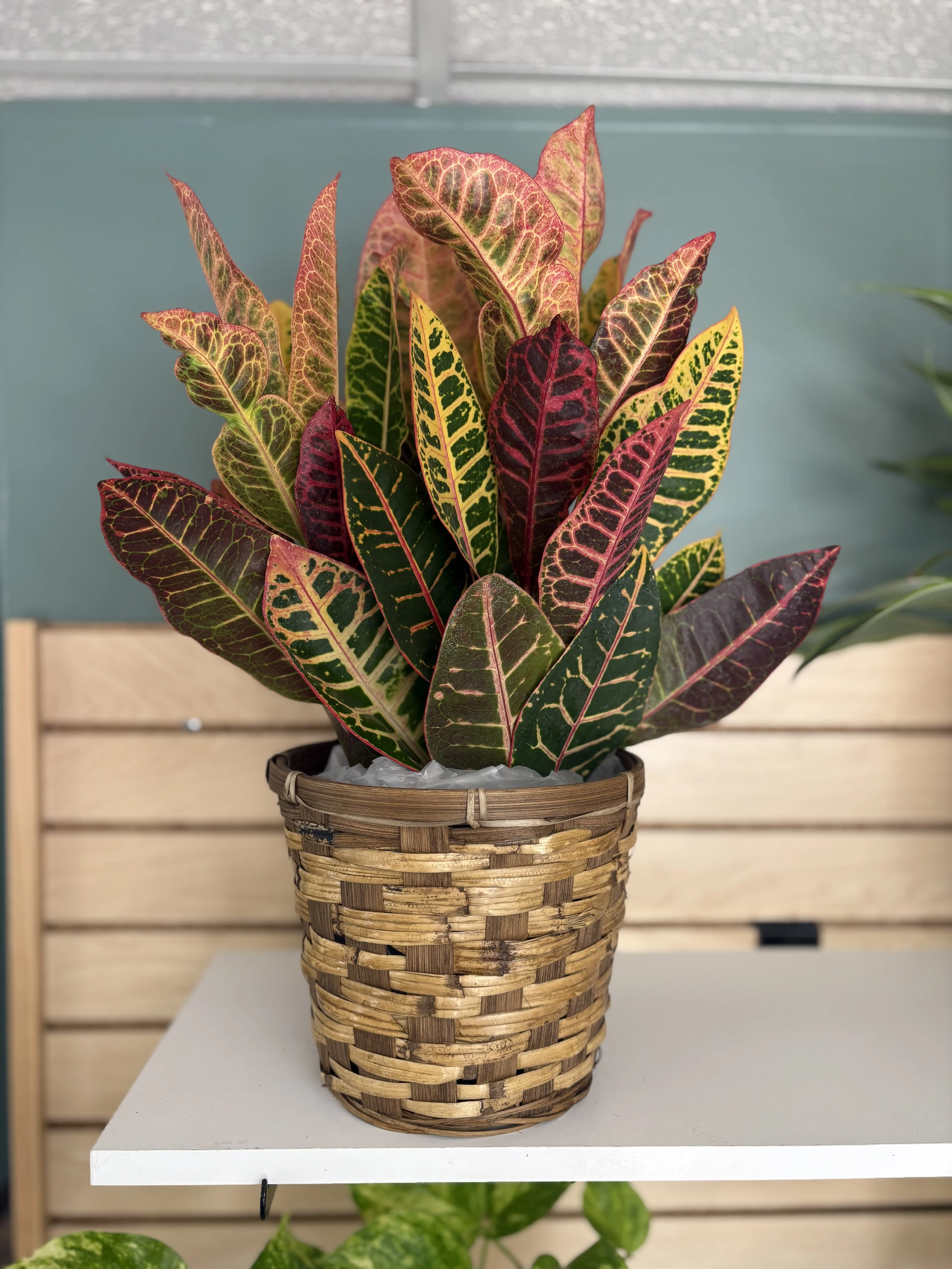 Croton Small