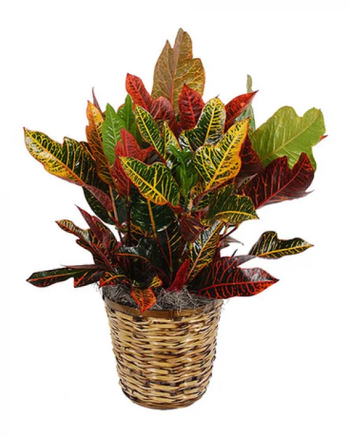 Croton Small thumbnail 2