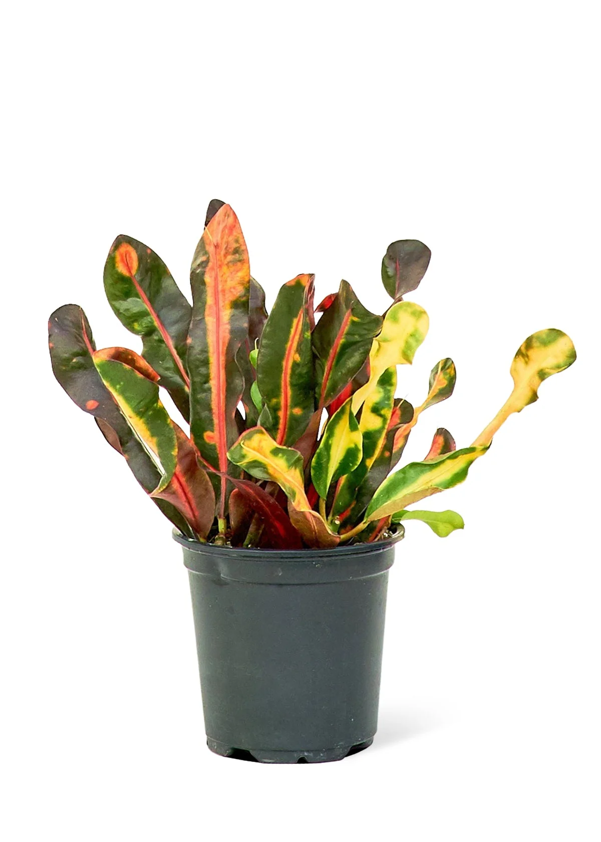 Croton Small thumbnail 3