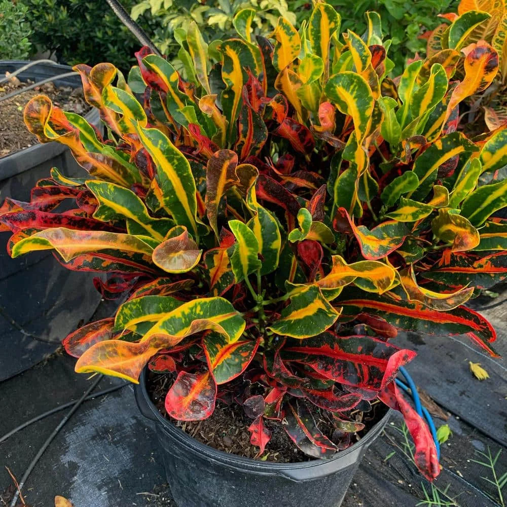 Croton Small thumbnail 4