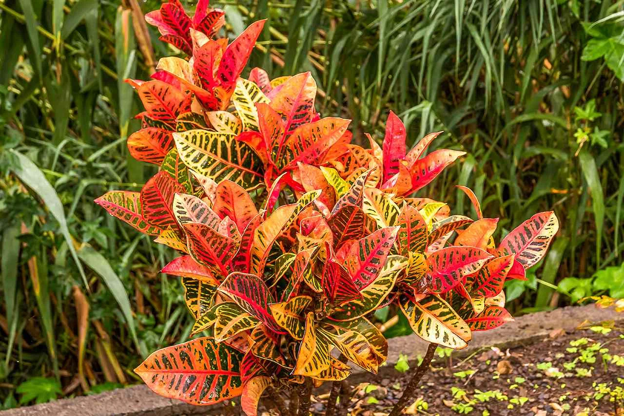 Croton Small thumbnail 5
