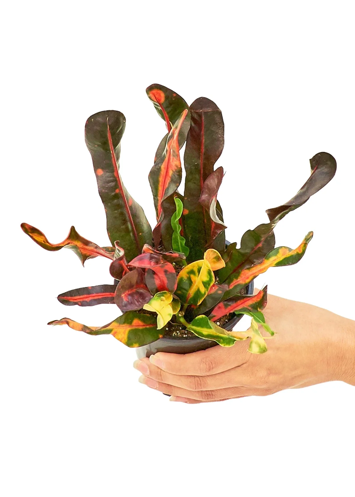 Croton Small thumbnail 6
