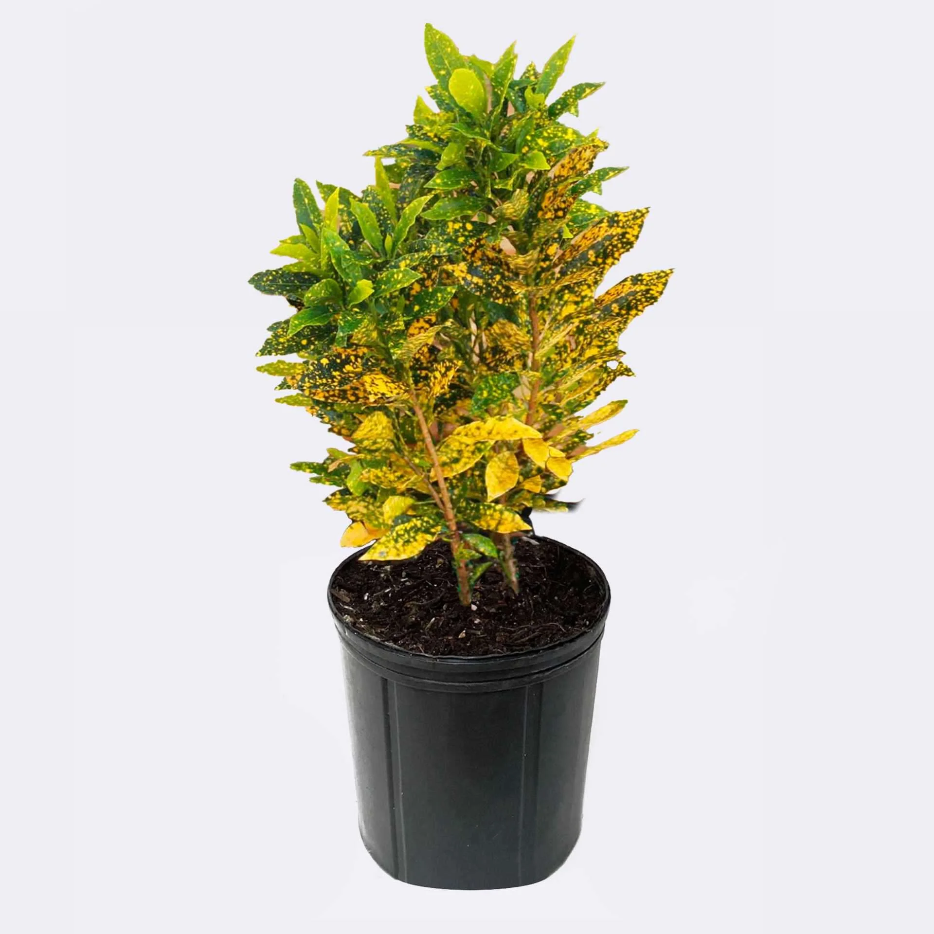 Croton Small thumbnail 7