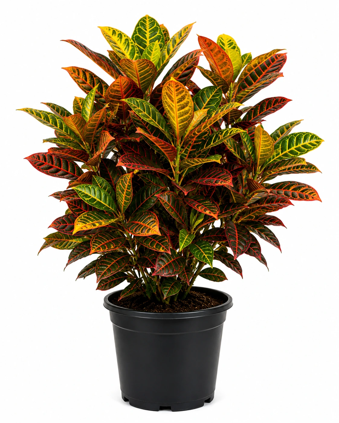 Croton Big