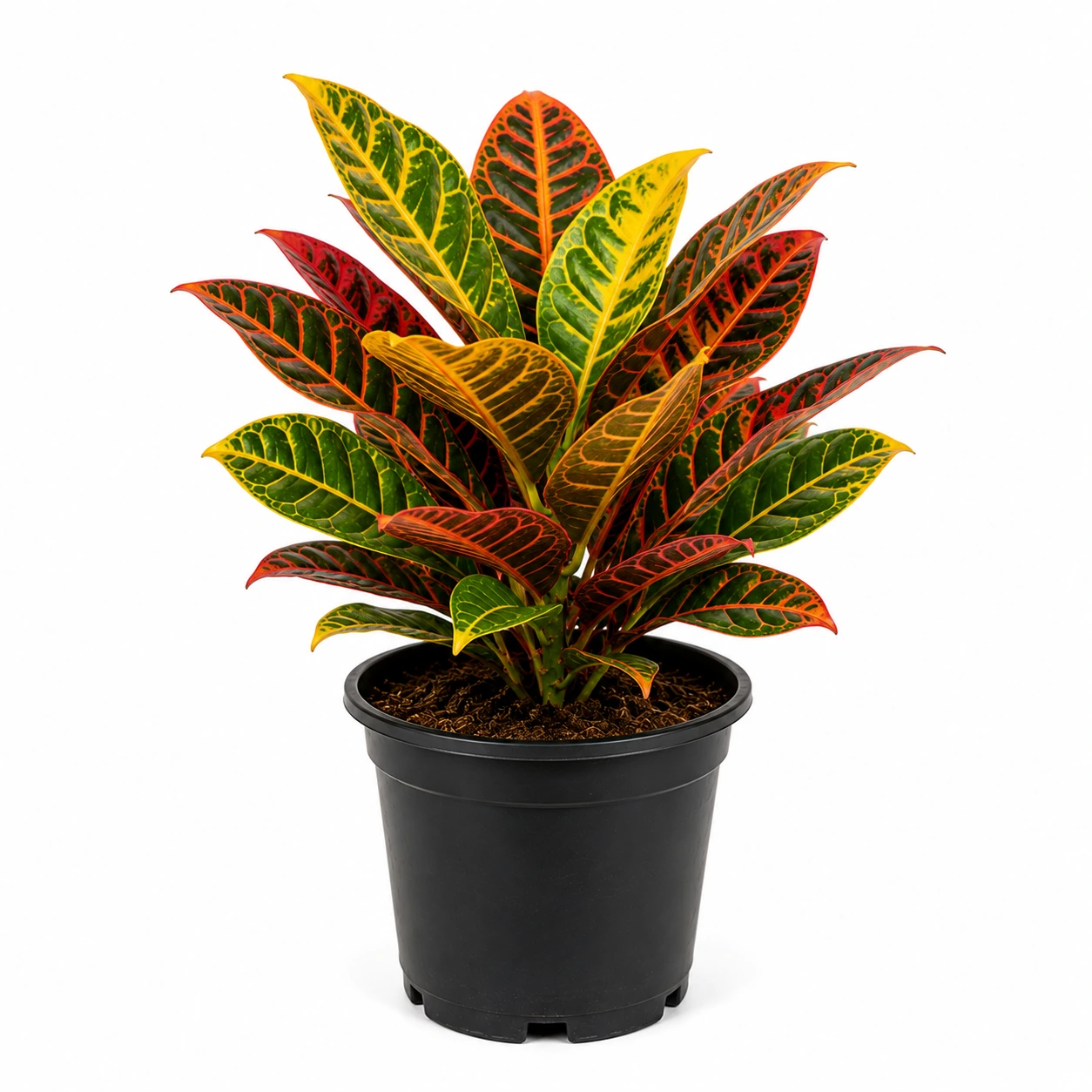 Croton Small