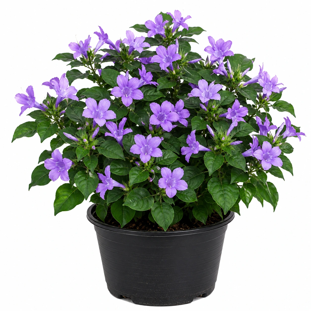 December Flower