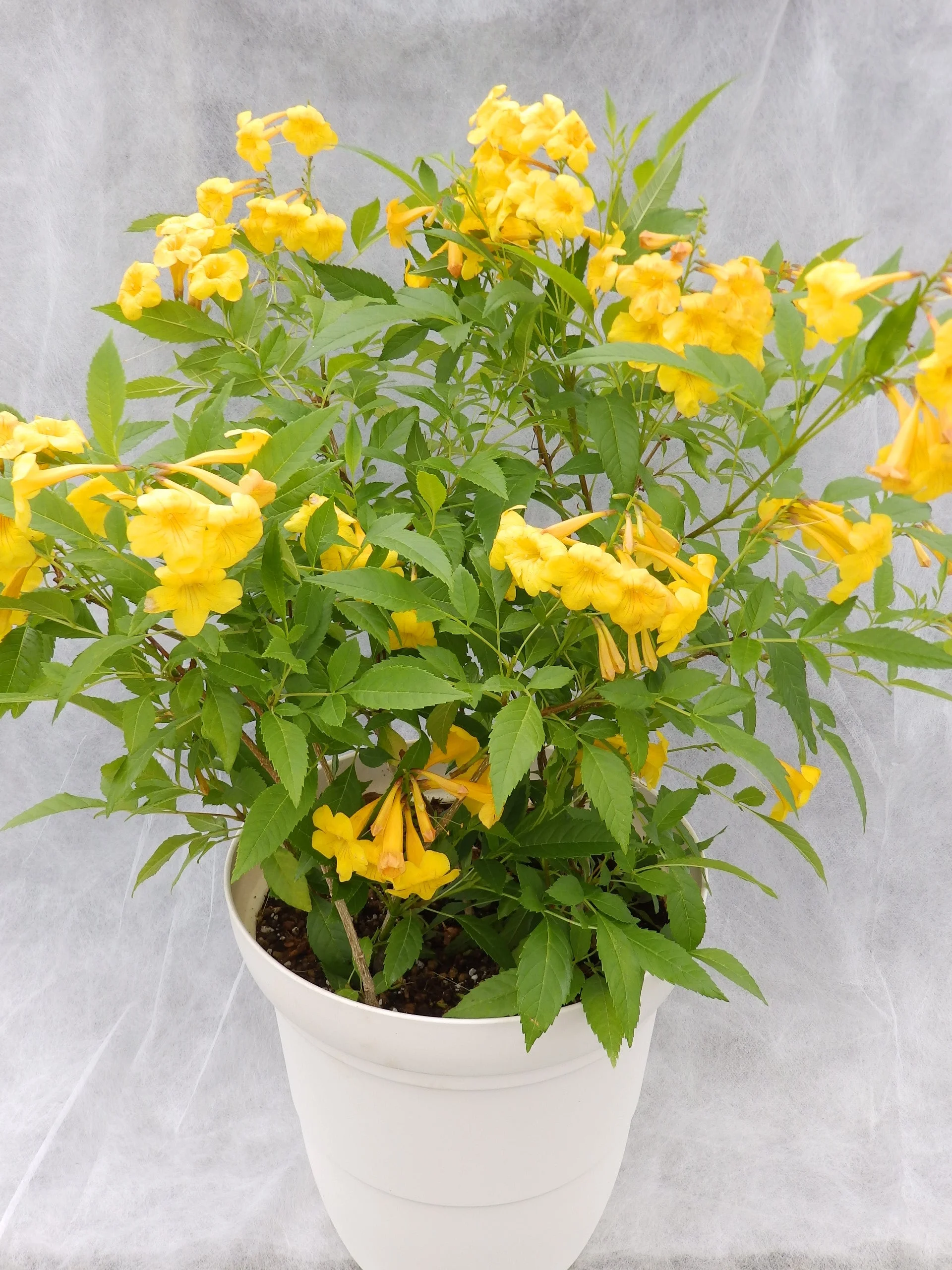 Decoma Plant Yellow