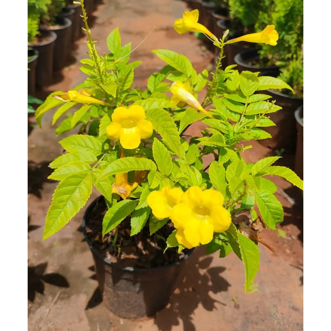 Decoma Plant Yellow thumbnail 2