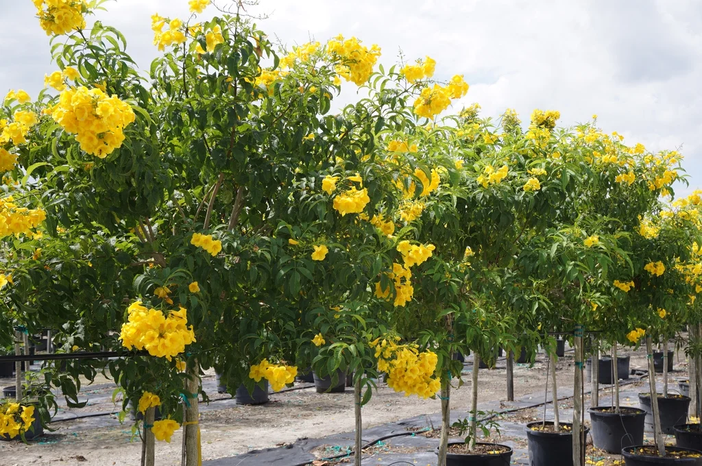 Decoma Plant Yellow thumbnail 3