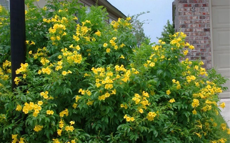 Decoma Plant Yellow thumbnail 4