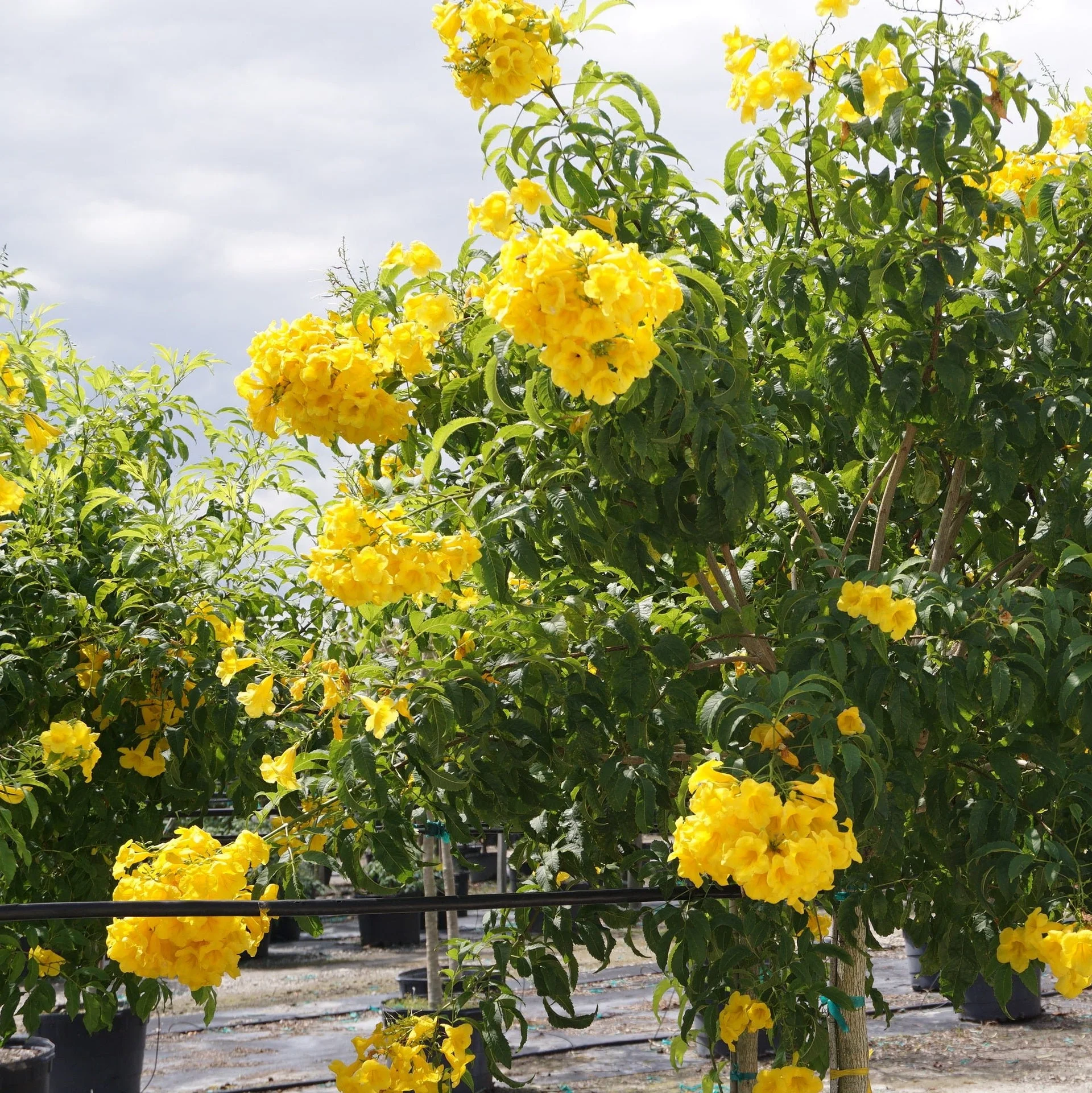 Decoma Plant Yellow thumbnail 5
