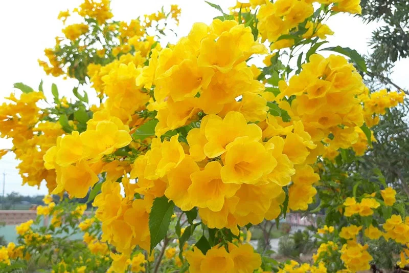 Decoma Plant Yellow thumbnail 6