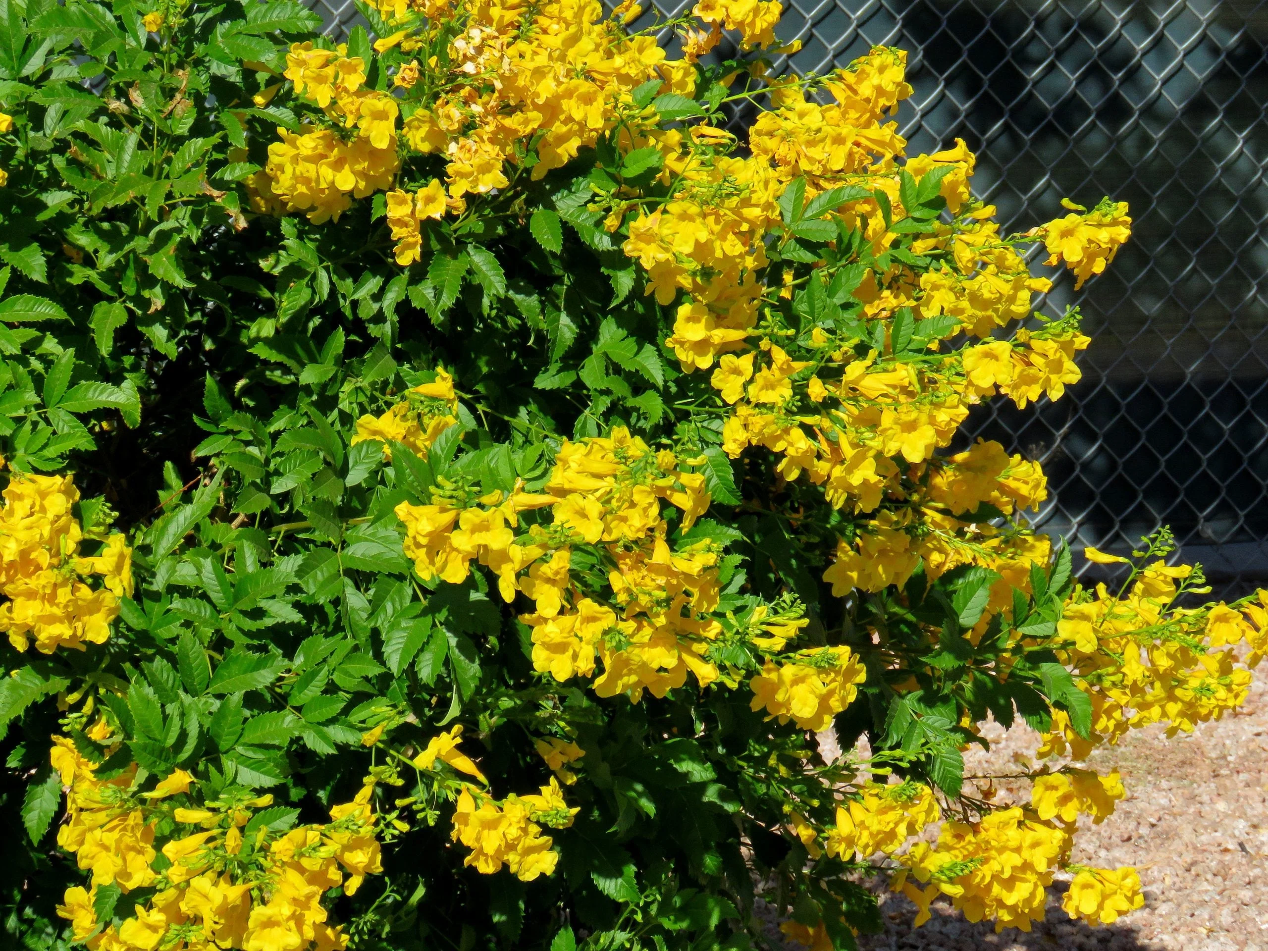 Decoma Plant Yellow thumbnail 7