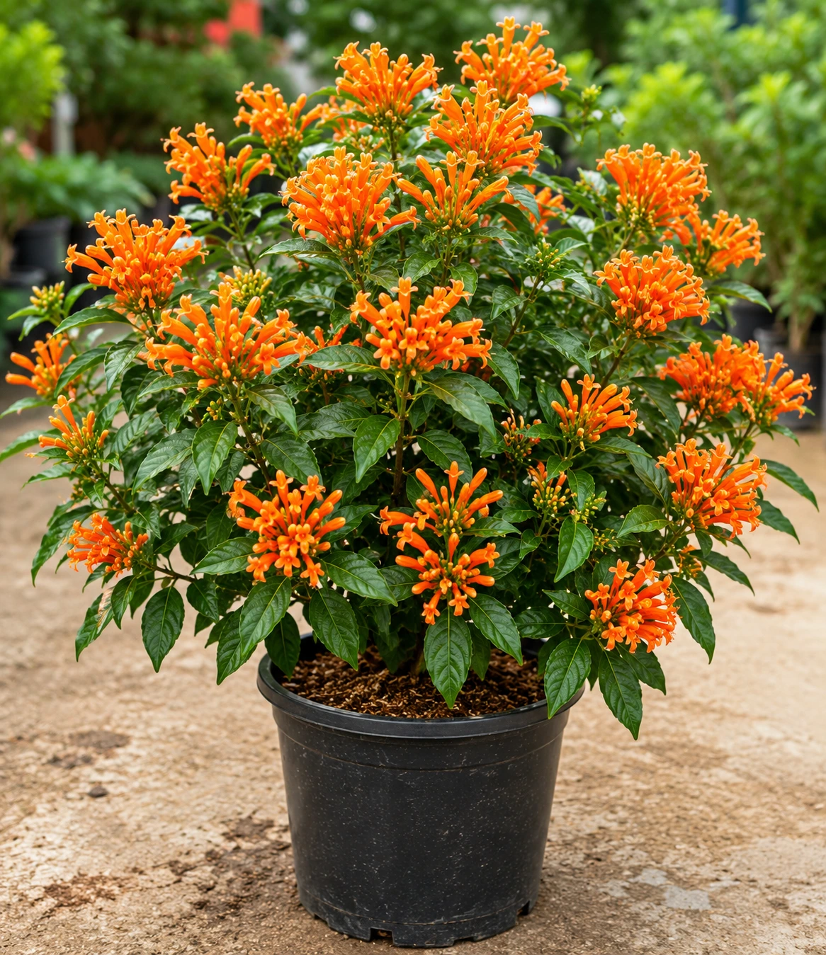 Decoma Orange