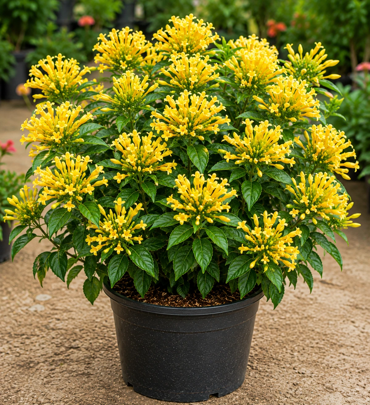Decoma Plant Yellow